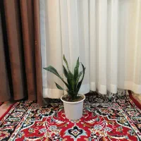 چند گل طبیعی|گل و گیاه طبیعی|تبریز, |دیوار