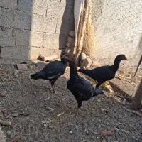 40000000|حیوانات مزرعه|خوی, |دیوار