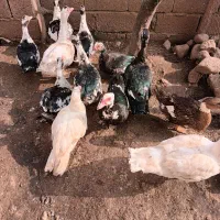 اردک|حیوانات مزرعه|لیسار, |دیوار