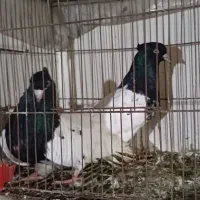 کبوتر کله|پرنده|گرگان, |دیوار