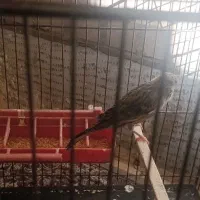 فروش سه عدد ماده قناری|پرنده|اهواز, منازل سپاه|دیوار