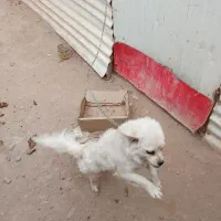 سگ اشپیتزواگذاری فروشی