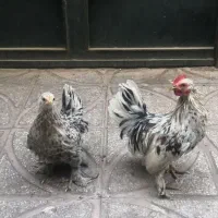 دو خروس و یک مرغ مینیاتوری فروشی