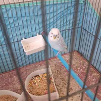 مرغ عشق نر به فروش میرسد
