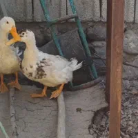 اردک زشت و بداخلاق|حیوانات مزرعه|اسکو, |دیوار