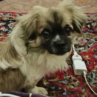 پیکنیز اصیل بدون ناخالصی