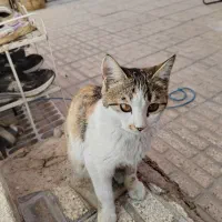 واگذاری گربه