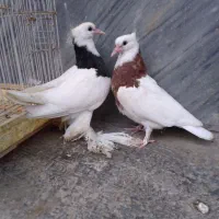 کبوتر طوقی جوجه فروشی