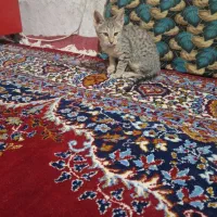 بچه گربه خانگی|گربه|بروجرد, |دیوار