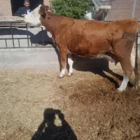 گاو و گوساله|حیوانات مزرعه|چهاربرج, |دیوار