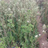 نهال نقد و اقساط خواستی در خدمتم