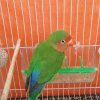 کوتوله با قفس