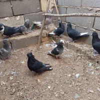 ۹تا کفتر پروندنی|پرنده|بهرمان, |دیوار