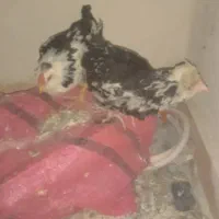 جوجه