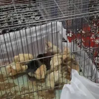 پرنده جوجه هفته ای تا یکماه ۲ ماه و غرقابا نر