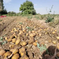 زمین جهت کاشت شراکتی سیر