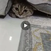 گربه بریتیش 3 ماهه اصیل|گربه|بندرعباس, |دیوار