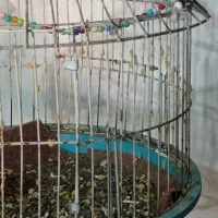 یک عدد جوجه سهره خاکی نر
