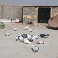 کفتر نقش و پرشی