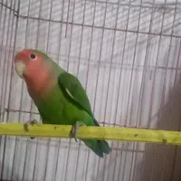 فروش طوطی برزیلی نر۹ماهه باقفس