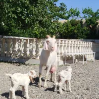 بز سانن زاییده