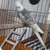 عروس هلندی مولد