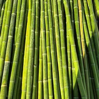فروش چوب بامبو ۳ و ۴و ۵ متری قطر ۲و ۳ سانت