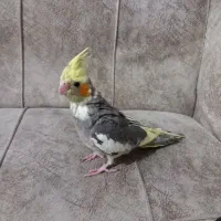 عروس هلندی نر۲ماهه