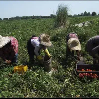 کارگر کشاورزی و کار های ساختمانی