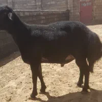 قوچ قره قزل اصل موسیم