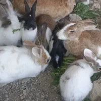 تعدادی بچه خرگوش بازیگوش|موش و خرگوش|دشت ذهاب, |دیوار