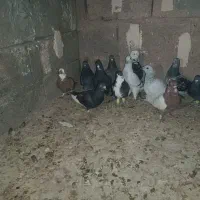 کفتر|پرنده|زرند, |دیوار