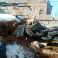 سگ پاکتوا دوعددماده ۱ساله نشدن