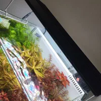 اکواریوم تجهیزات پلنت co2 دفیوزر خاک نور انوبیاس|ماهی|اصفهان, طامه|دیوار