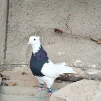 طوق|پرنده|سرایان, |دیوار