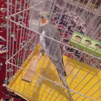 عروس هلندی سخنگو