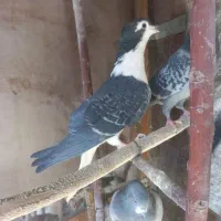 تعدادی دمگیر درجه یک