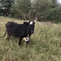 گاو ،گوساله ،گاو ماده،لیشه