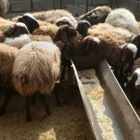 حیوانات|حیوانات مزرعه|فردوسیه, |دیوار