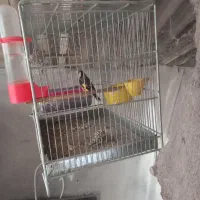 سره نر بخون