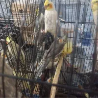 کوتوله برزیلی/ جوجه عروس هلندی|پرنده|صدرا-فارس, فاز ۱|دیوار