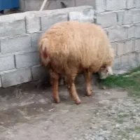 قوچ‌وگوسفند|حیوانات مزرعه|مشگین شهر, |دیوار