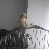 عروس هلندی|پرنده|رودهن, |دیوار