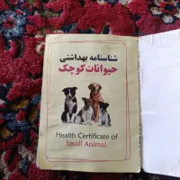 فروشی|سگ|چگنی, |دیوار