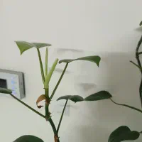 گل طبیعی|گل و گیاه طبیعی|مشهد, رضاشهر|دیوار