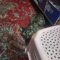 گمشده