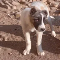 فروش توله سرابی