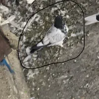 گم شده|حیوانات|رودهن, |دیوار