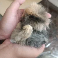 خرگوش لوپ ایتالیایی|موش و خرگوش|کرمان, |دیوار