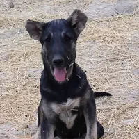 سگ دزدیده شده|حیوانات|باروق, |دیوار